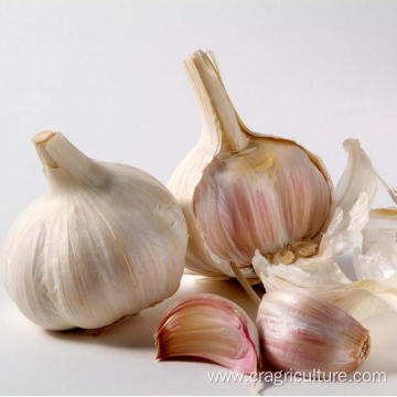 Wholesale Garlic Cultivars In Bulk